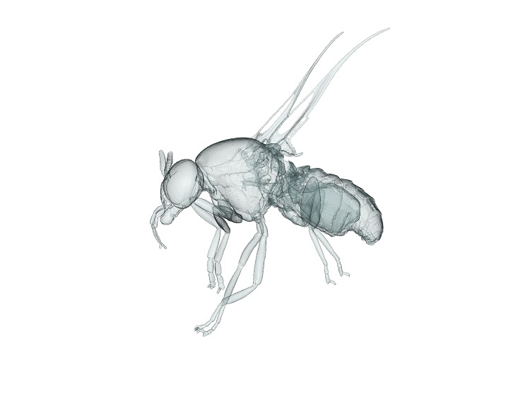 Still 3D image of a blackfly based on micro-CT scanning which does not show the transparent wings | Photo: Dr Martin JR Hall (Natural History Museum)