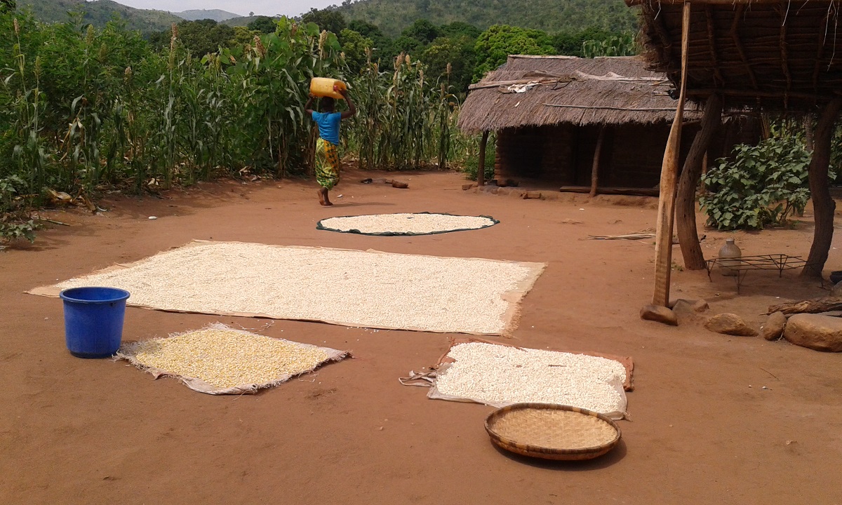 Sun-drying maize grain after harvesting and shelling, it will then be stored to supply the household with food stocks for many months - Chikwawa district, Malawi | Photo: T Stathers 