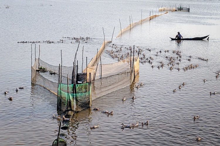Vietnam ducks 4958741 750