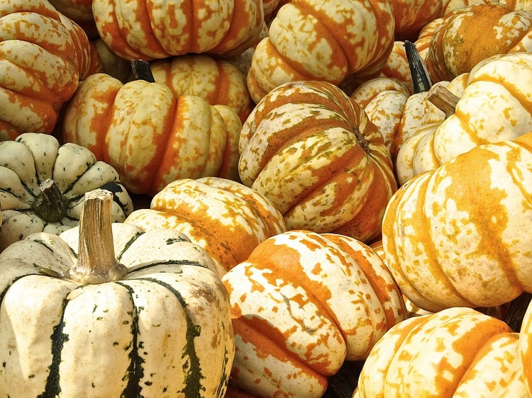 Virtigation pumpkins 750
