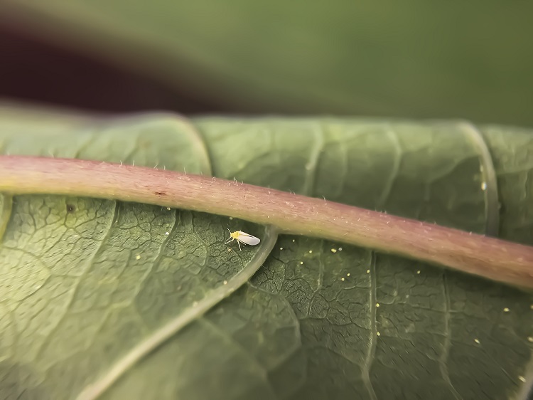 Whitefly Cassava 750