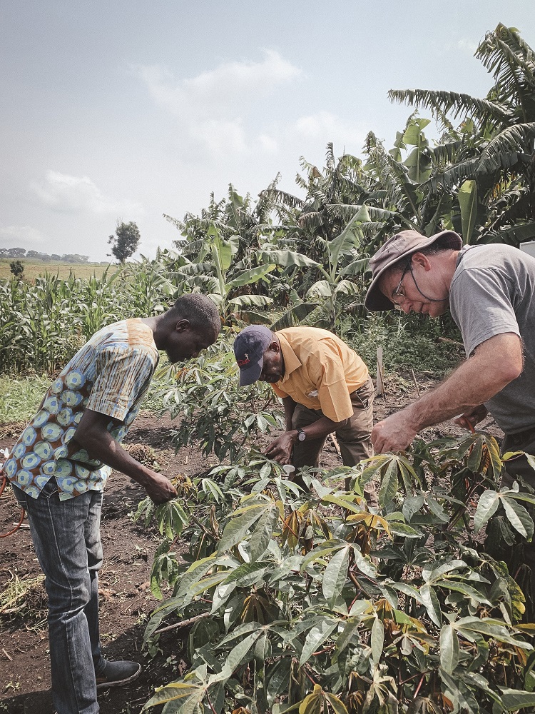 Whitefly Uganda 750