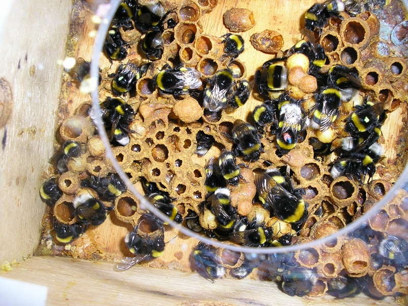 Worker bumblebees nest S Arnold