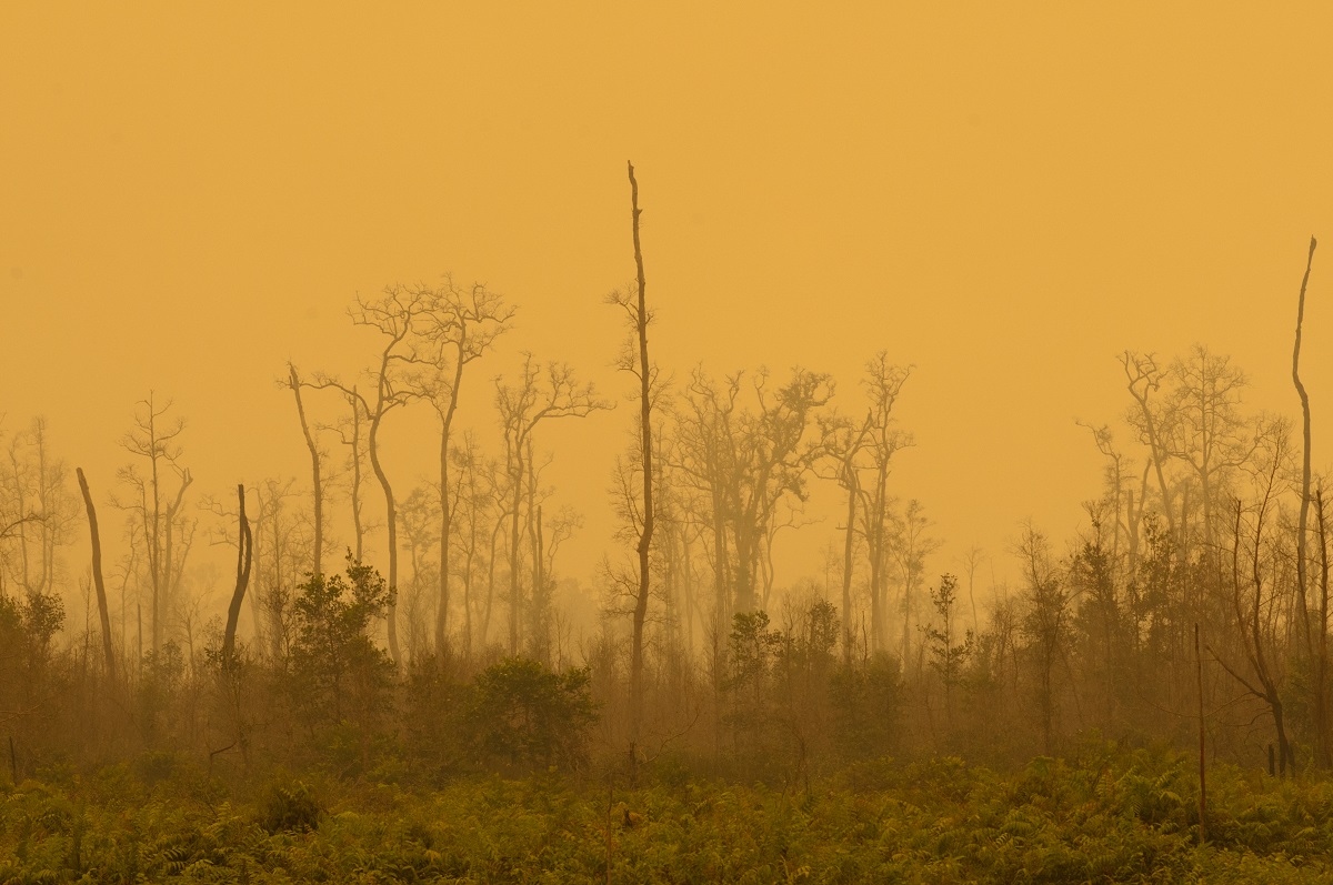 The sky becomes a yellowish hue due to the thick smoke of peat land fires. Palangka Raya, Central Kalimantan | Photo: Aulia Erlangga/CIFOR 