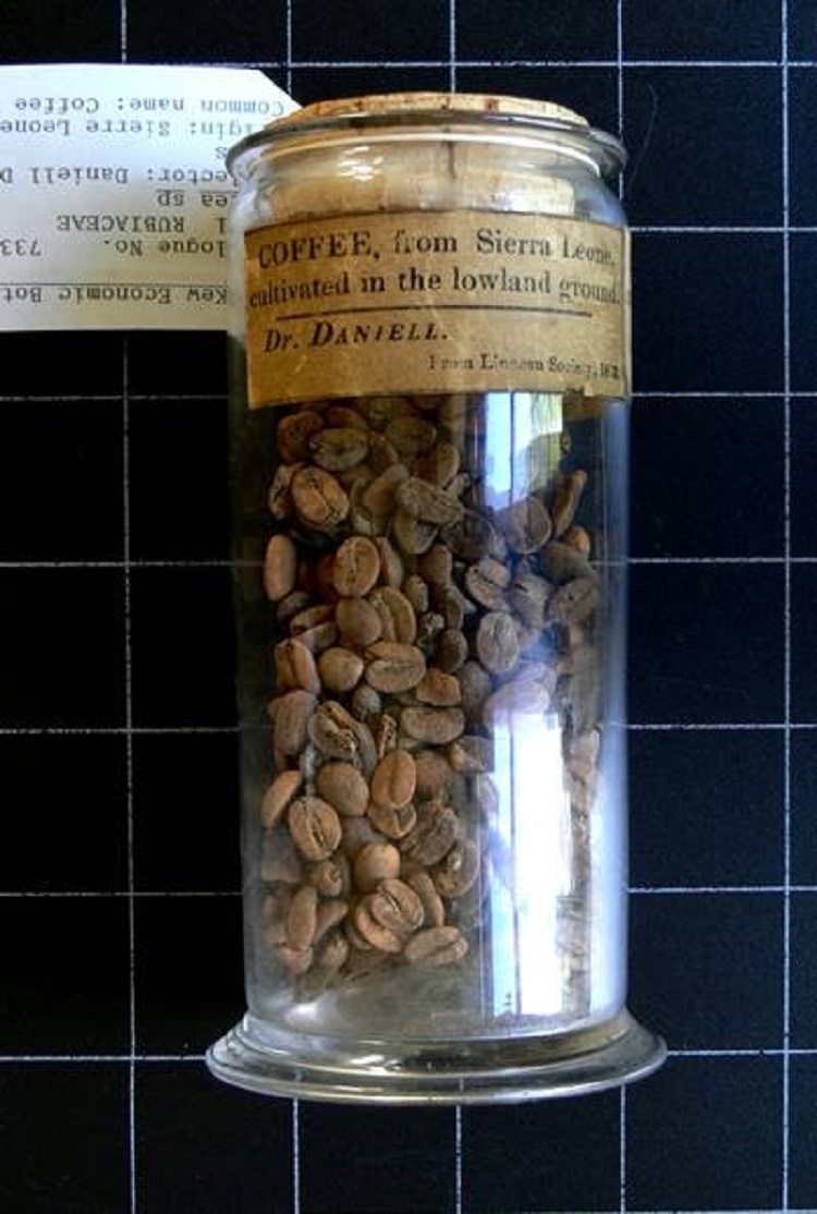 lost coffee sierra leone beans 750