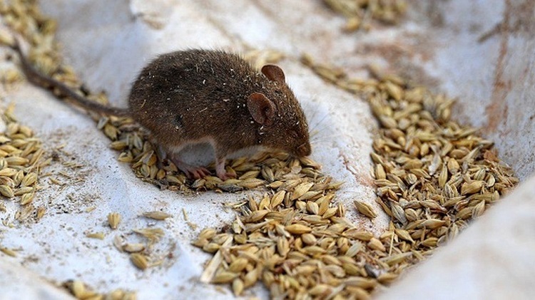 mouse plague gen 750