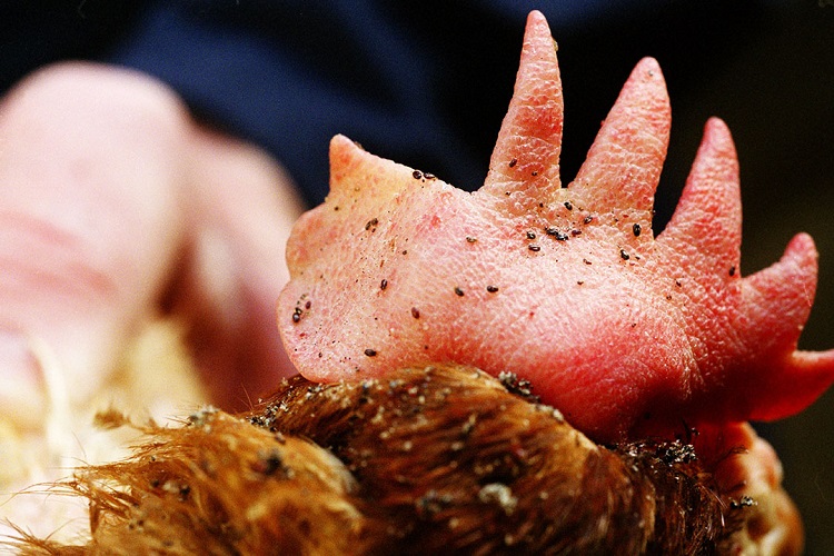 poultryredmite chicken 750