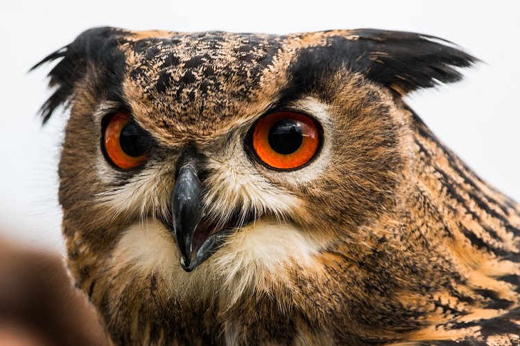 superstition owl 750