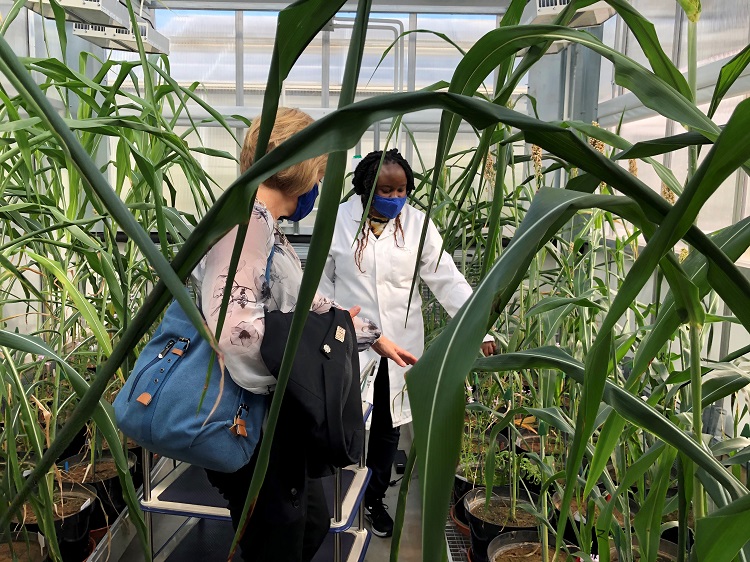 vc greenhouse immaculate 750