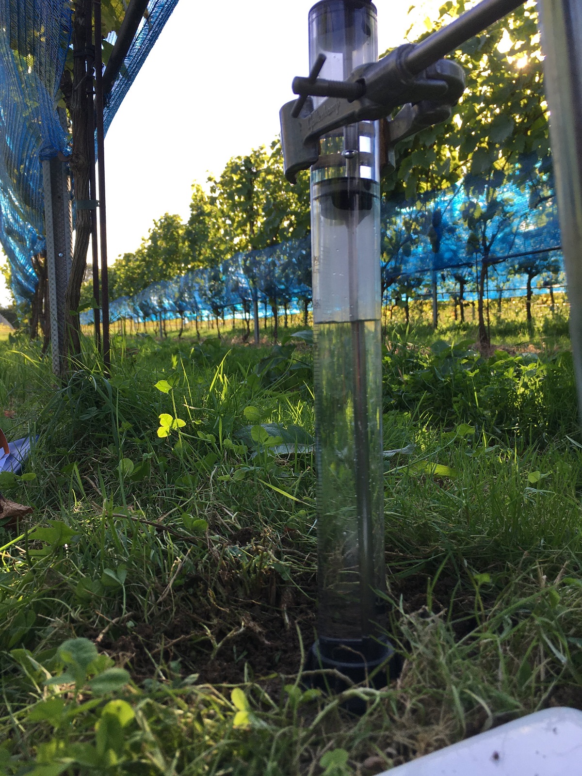 Measuring water infiltration into the soil at the EMR experimental vineyard | Photo: M Paradelo