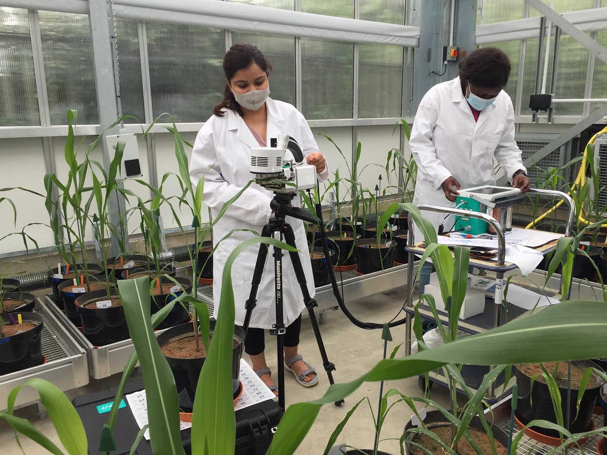 Measuring leaf-level photosynthesis and fluorescence in a greenhouse pot experiment where plant nutrition effects on Striga-infected sorghum plants are assessed, from L–R, Students: Yamuna Nuepane Ghimire (MSc) and Immaculate Mwangangi (PhD) | Photo: J Rodenburg