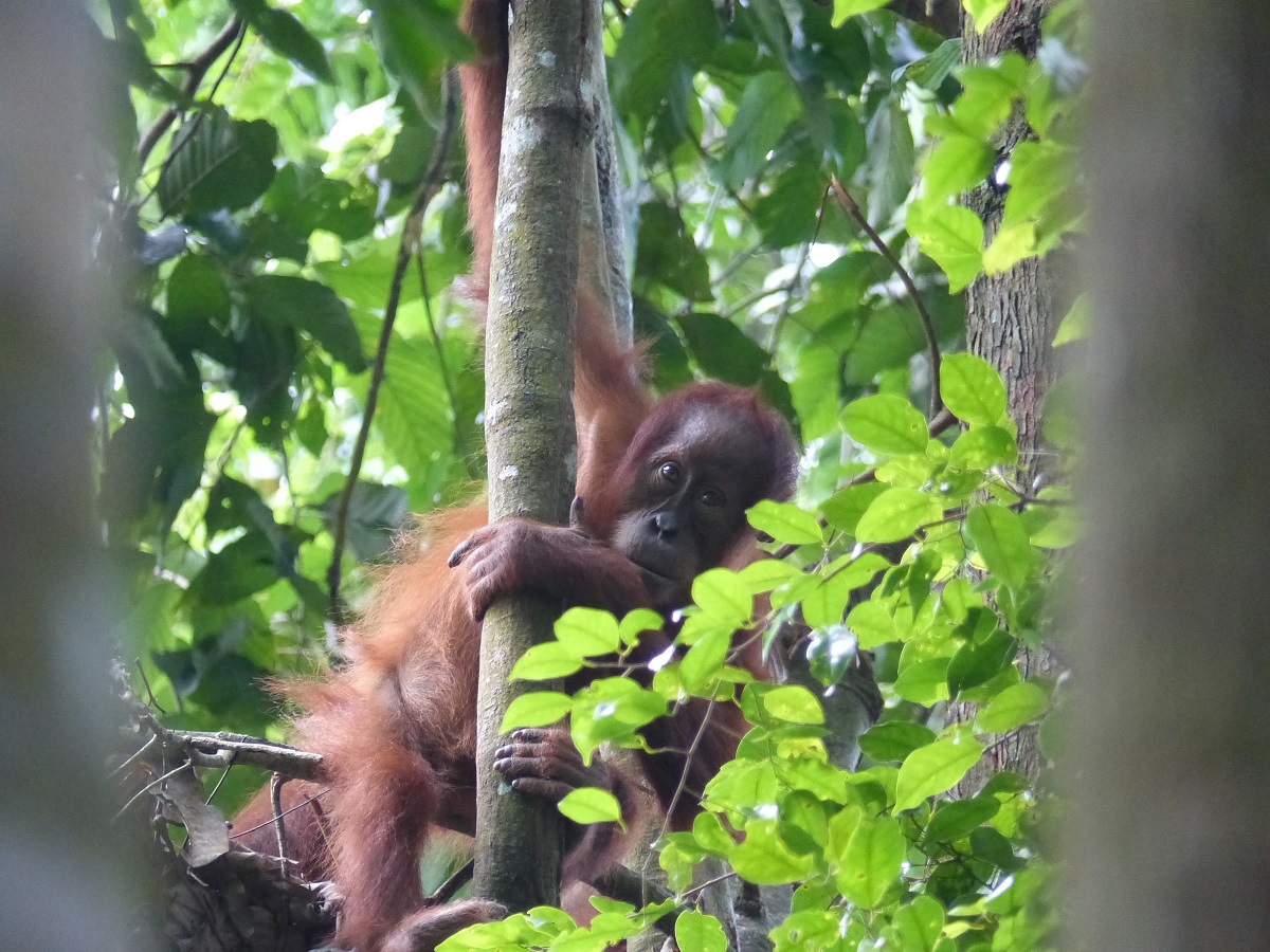 An orangutan in its natural habitat is south-east Asia | Photo: Pixabay