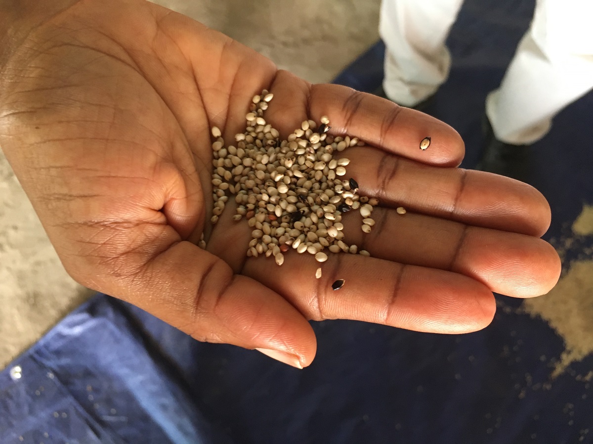 Sesame seeds, one of the ingredients that can be used to make RUTF | Photo: Aurelie Bechoff