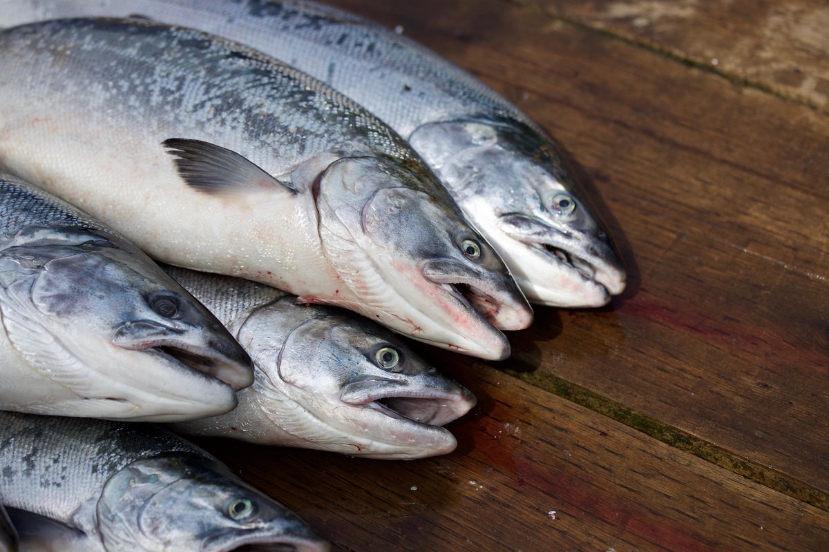 Freshly caught salmon, such as that farmed in aquaculture initiatives in Scotland | Photo: Martin Schotte from Pixabay
