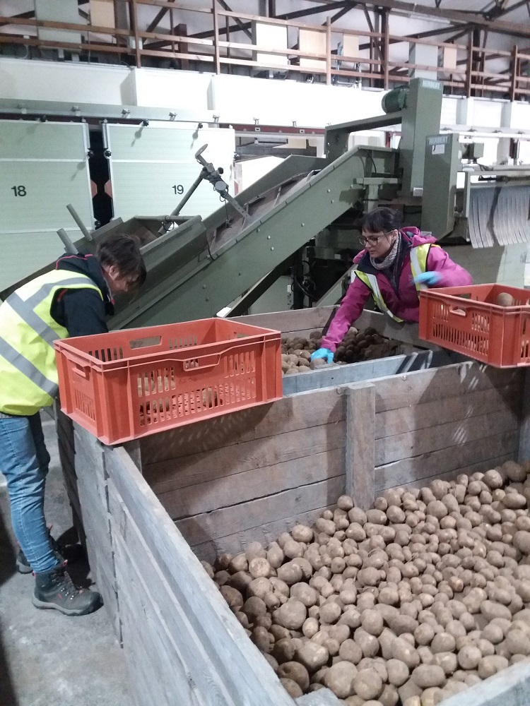 Claudia with potatoes 750