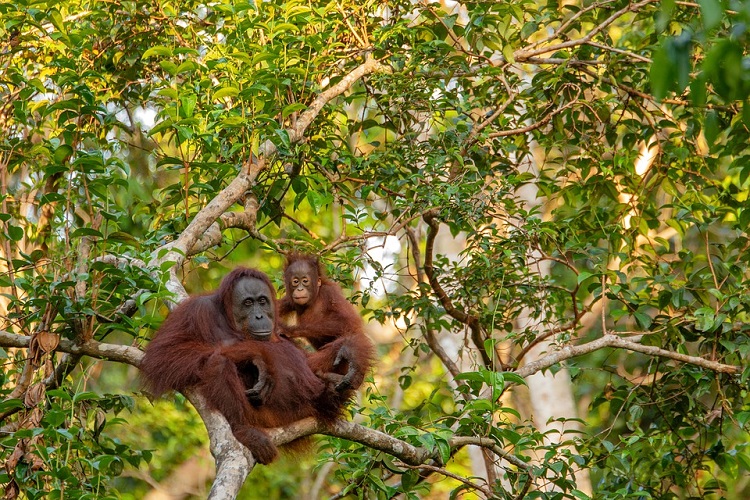 Orangutan1 750
