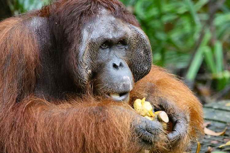 Orangutan2 750