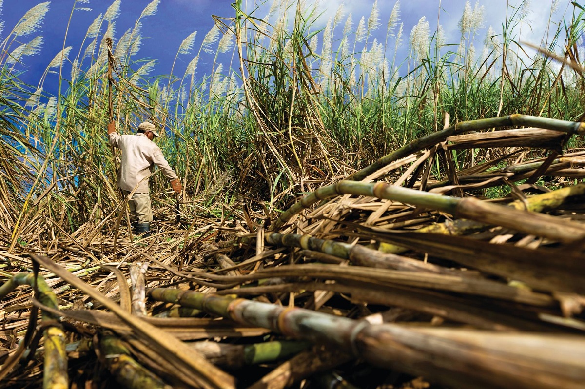A farmer collecting sugar cane: this project includes case studies and advice on engaging the private sector concerning large-scale agricultural investments such as sugar plantations | Photo: Pixabay