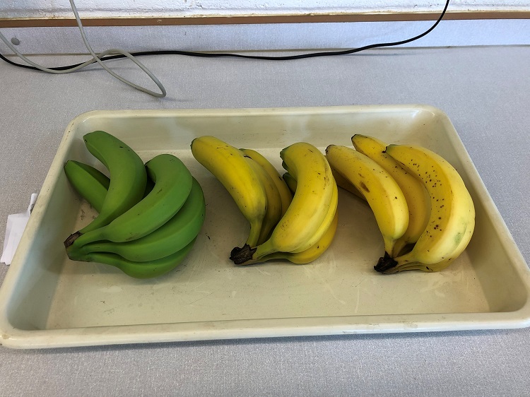 A banana will change in colour and texture as it traverses through the process from unripe to over-ripe | Photo L Kemkaran