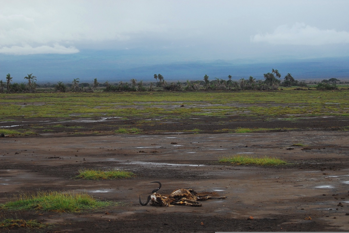 Climate and nature impacts in Amboseli, Kenya | Photo: Pixabay