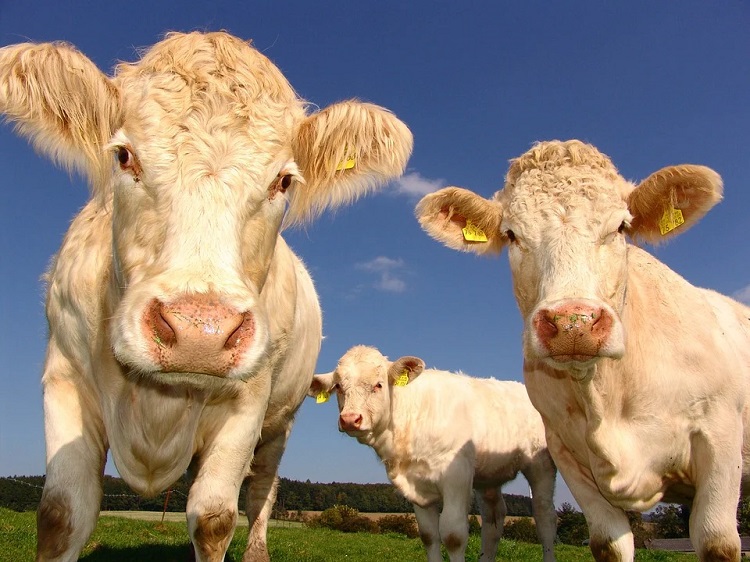 cows 750