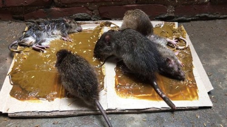 Rats trapped and killed in a layer of extremely strong glue | Photo IndiaMART rat glue trap 750