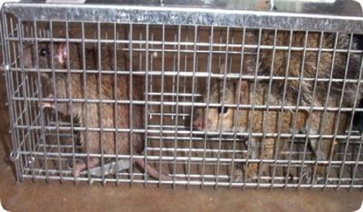 Cage trapping followed by concussive killing scored lower (better) welfare impacts | Photo vikaspedia.in ratcage 750