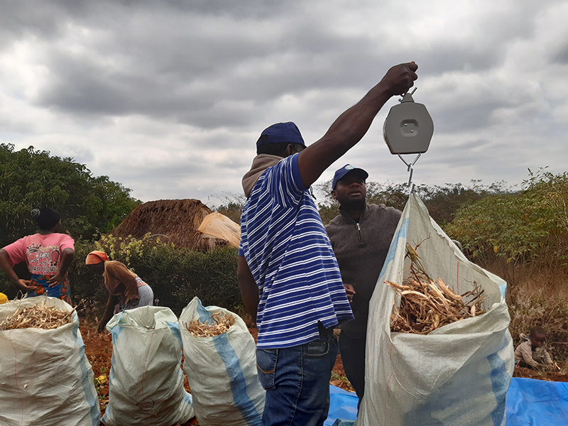 APHLIS loss assessment measurement work of beans in Tanzania