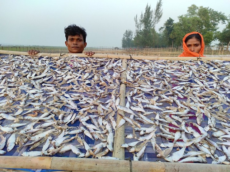 Pelagic fish 750