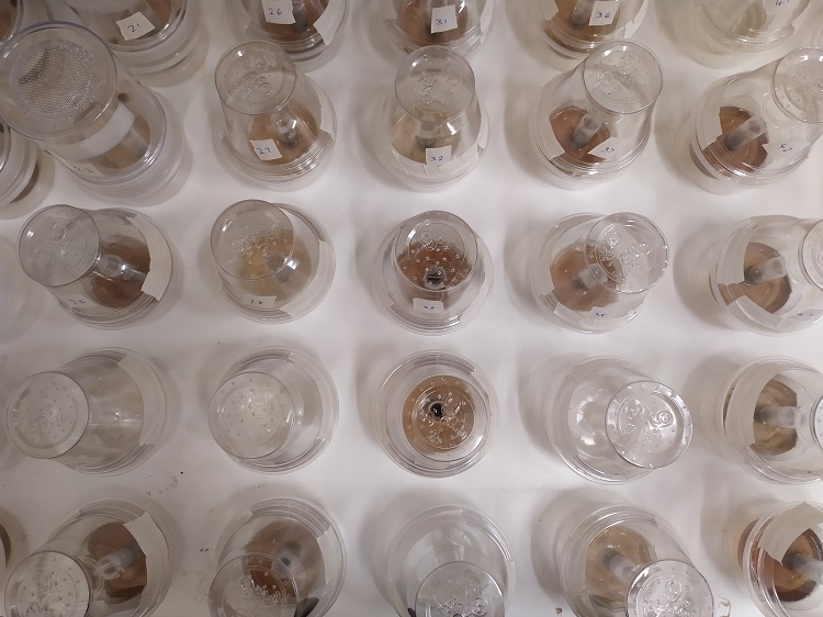 Rice mosquito hatching 750