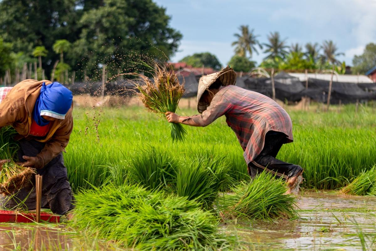Women working in a rice field in Laos