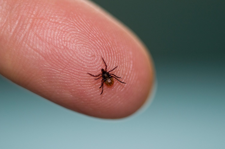Tick on finger e1c6265 750