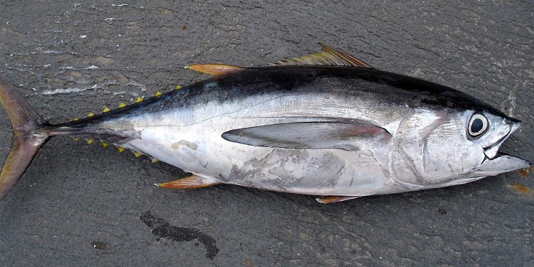 bbnj tuna 750