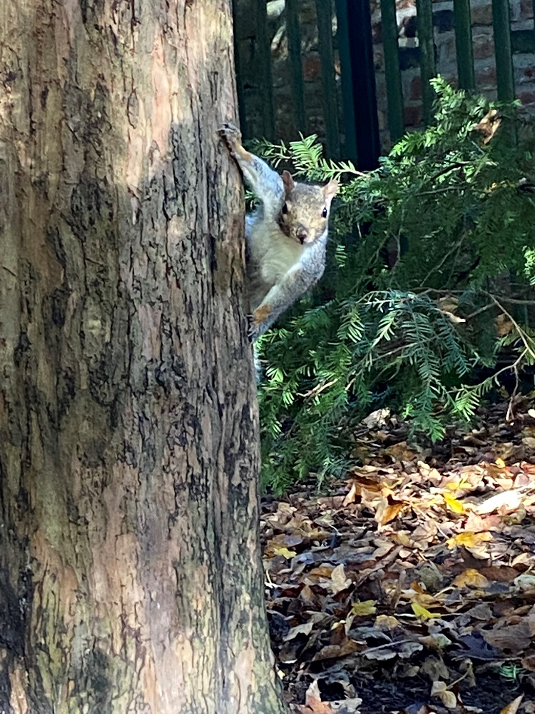 giovanna squirrel pic2 750