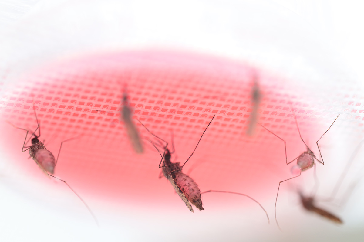 mosquito