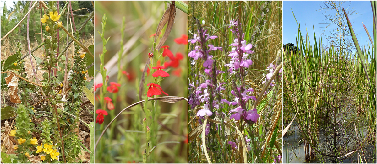 Some of the parasitic weeds described on the book, Left to Right - Alectra Vogelii, Striga Asiatica, Striga Hermonthica, Rhamphicarpa Fistulosa 