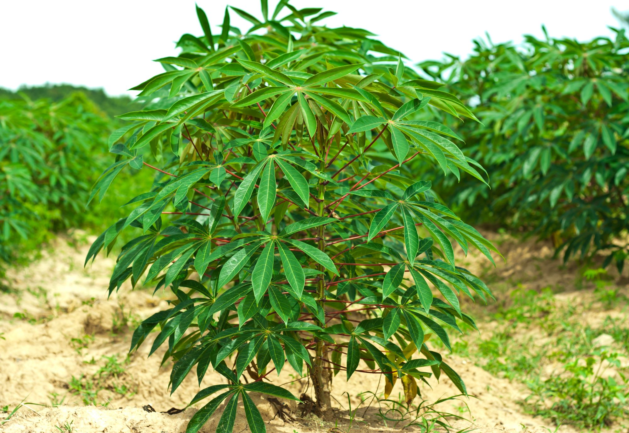 Cassava plant