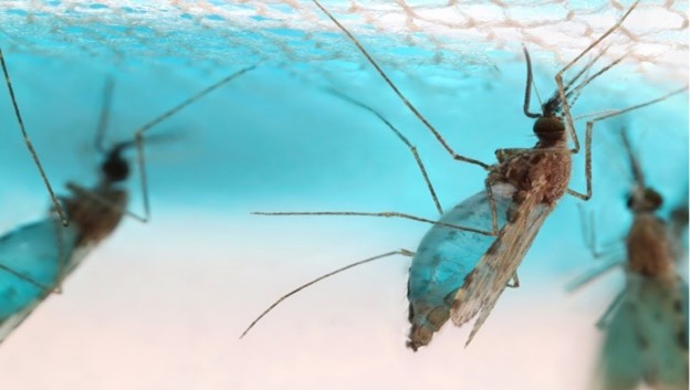 Mosquitoes feeding on bait traps
