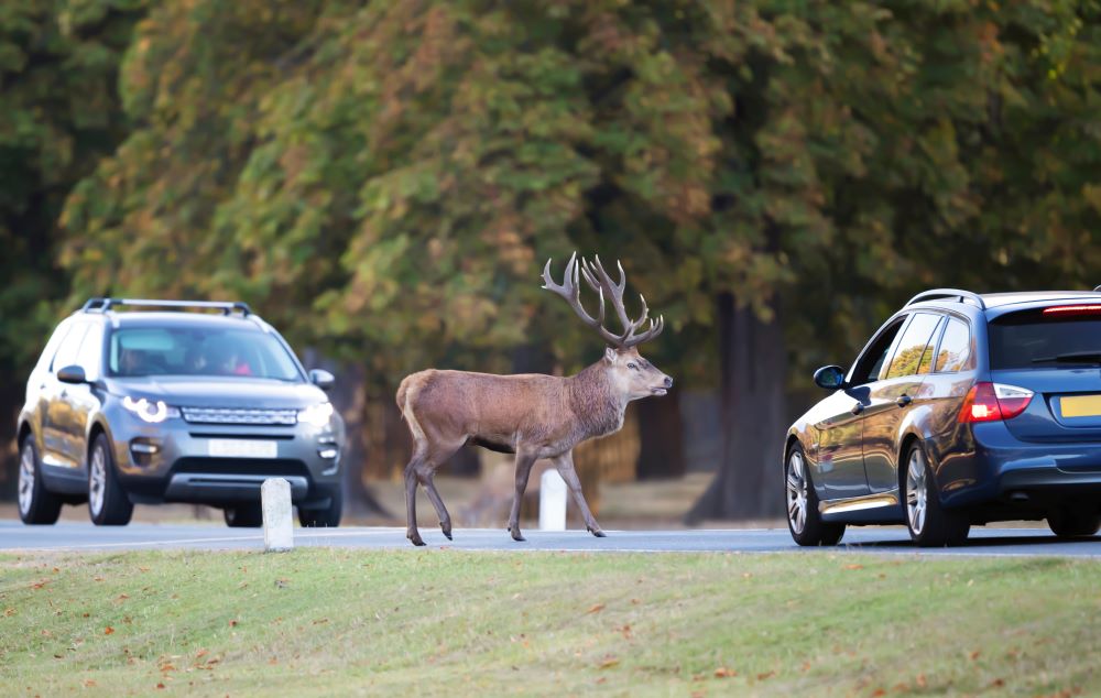 Red deer crossing road