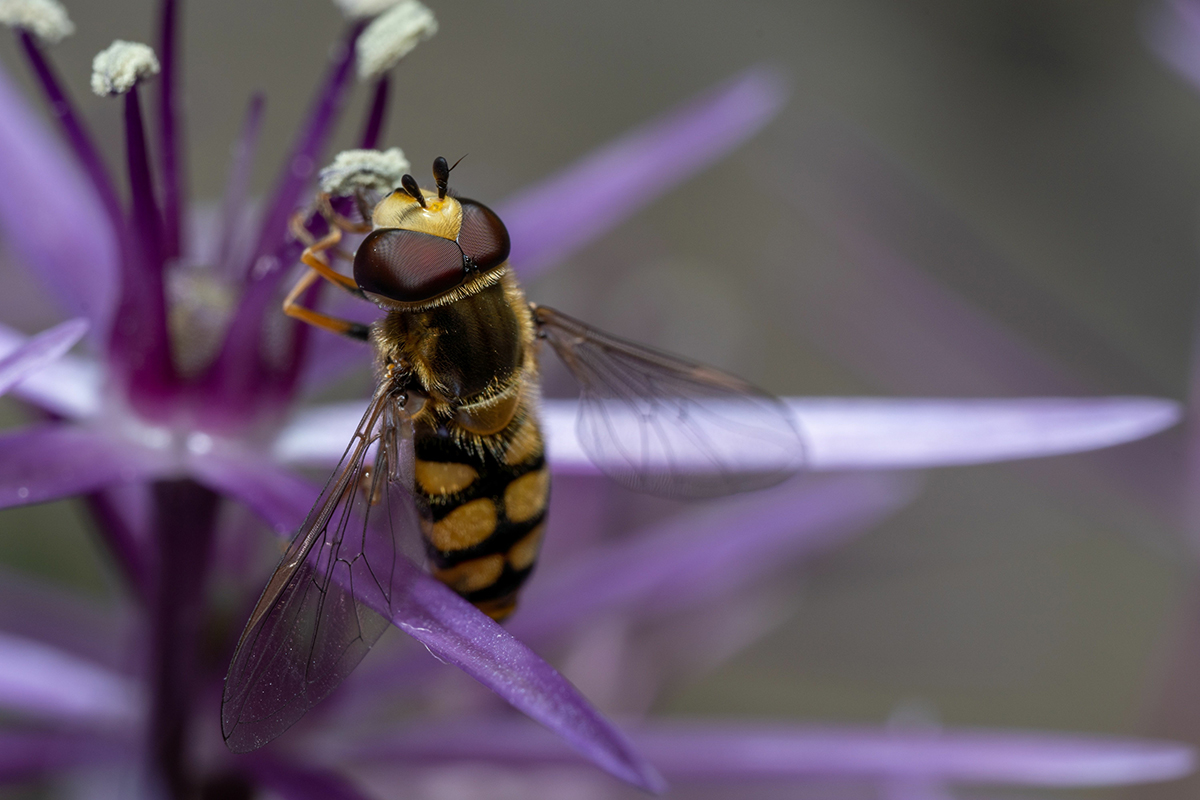 Macro shot of a migrant hoverfly on siberian chive flowers