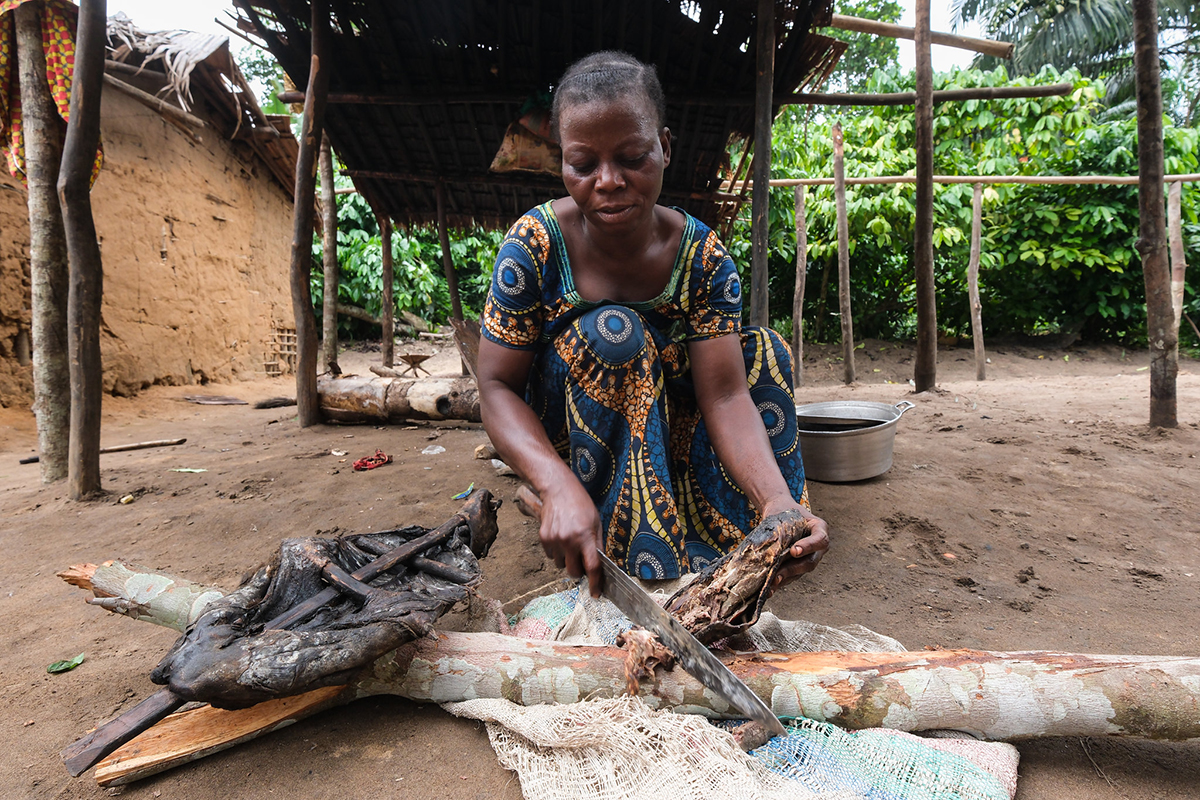 Preparing bushmeat for cooking Yaselia village Tshopo province DRC resized