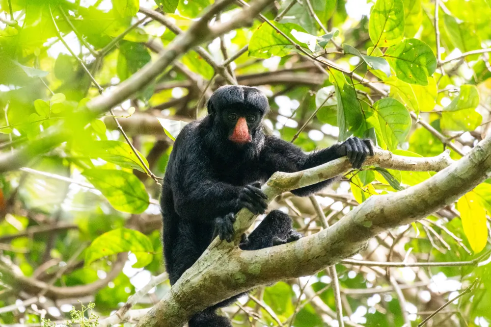 A new study shows the endangered red-nosed cuxiu uses a clever foraging technique when biting into hard-husked fruits to avoid injury and save energy