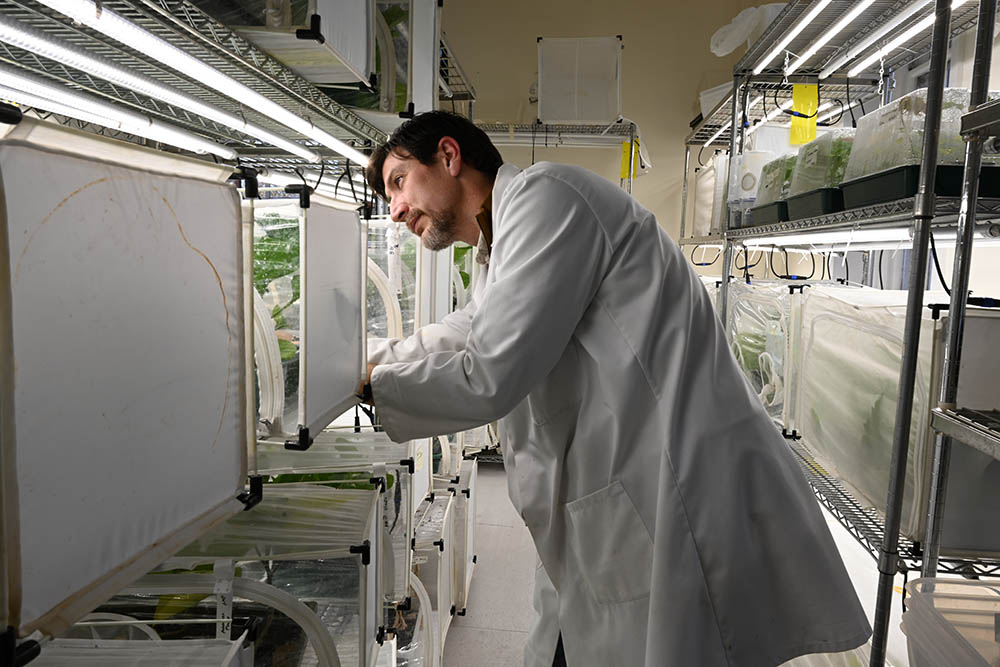 The new LED grow lights in one of the plant growth facilities at NRI
