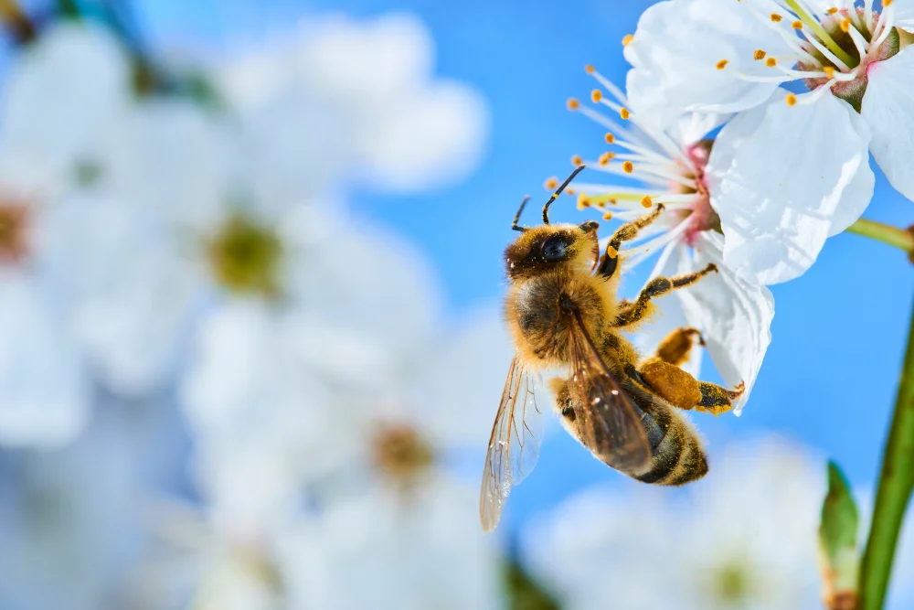Pollinators like bees contribute to the production of over 70% of global crops Pollinators like bees contribute to the production of over 70% of global crops