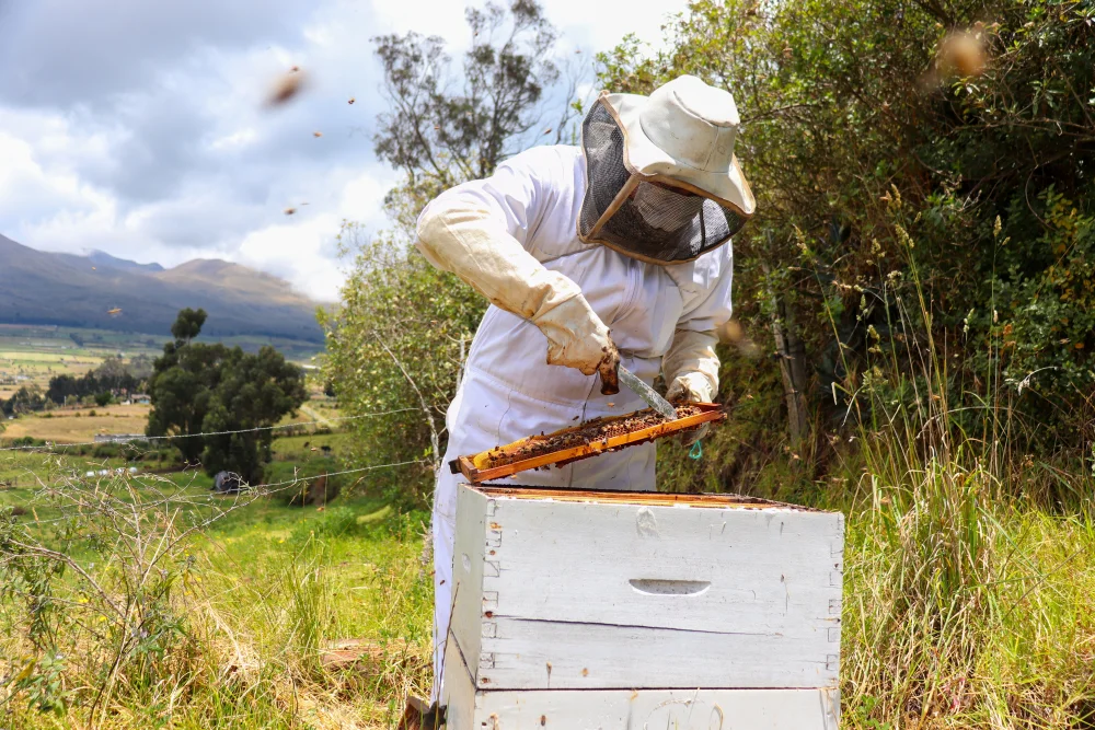 A beekeeper working on a hive. Scientists have engineered a ‘superfood’ that could help tackle the devastating decline in honeybee populations