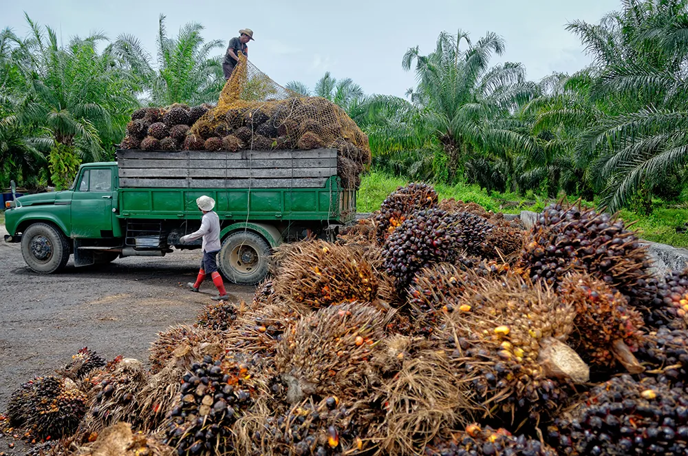 oil palm truck