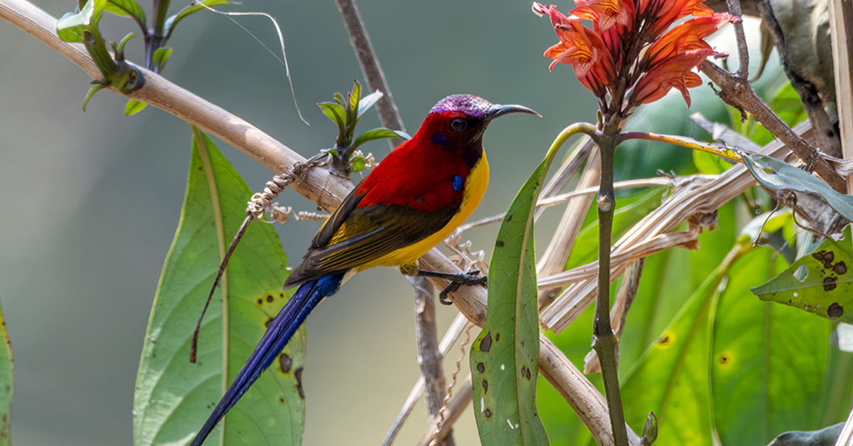 Image of Mrs. Gould's sunbird or Aethopyga gouldiae observed in Latpanchar in West Bengal