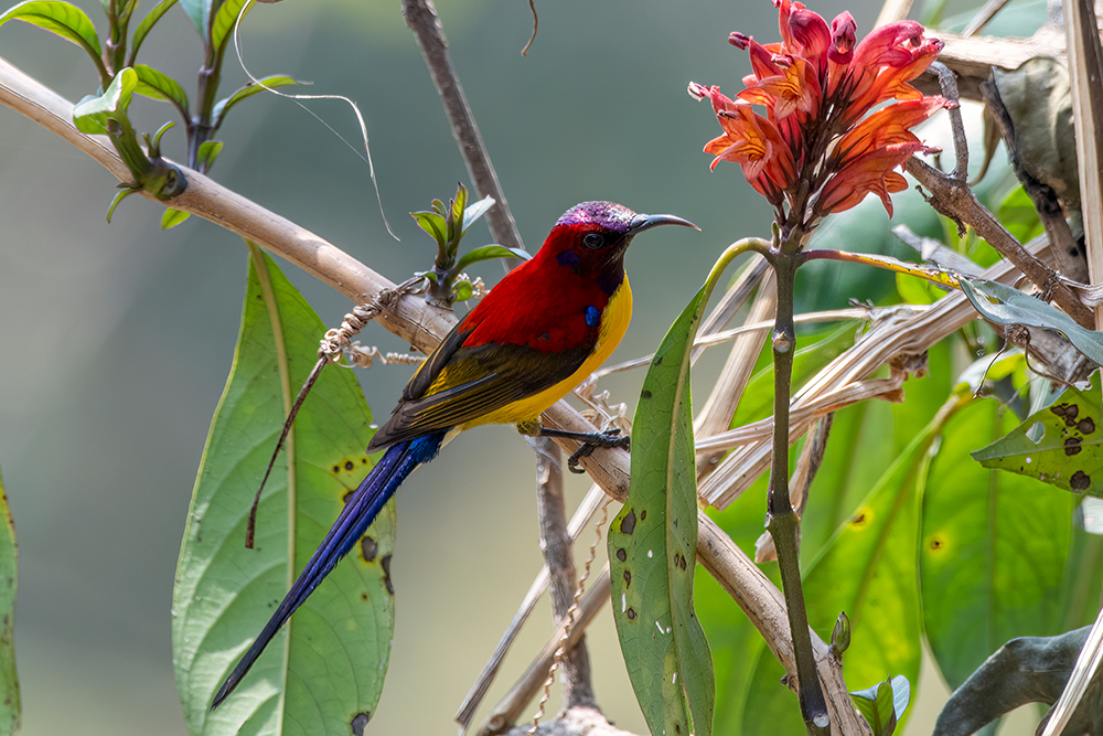 Image of Mrs. Gould's sunbird or Aethopyga gouldiae observed in Latpanchar in West Bengal