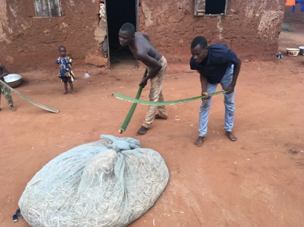 Manual threshing of cowpea pods using sticks in Benin. NRI research is helping close critical data gaps on post-harvest losses in key pulse crops such as beans and peas