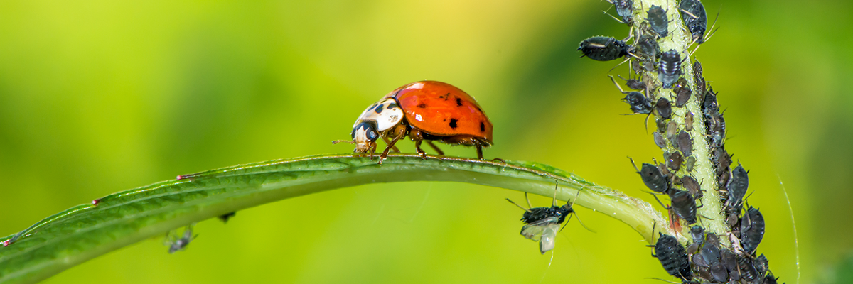 chemical ecology
